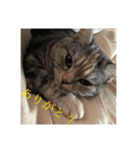 うちの猫 りりす（個別スタンプ：1）