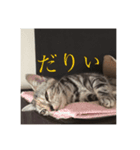 うちの猫 りりす（個別スタンプ：3）