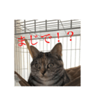 うちの猫 りりす（個別スタンプ：4）
