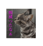 うちの猫 りりす（個別スタンプ：5）