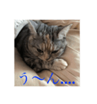 うちの猫 りりす（個別スタンプ：8）