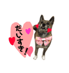 柴犬・虎柴の慶次くんスタンプ パート2（個別スタンプ：1）