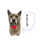 柴犬・虎柴の慶次くんスタンプ パート2（個別スタンプ：4）