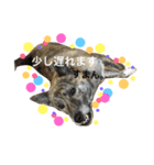 柴犬・虎柴の慶次くんスタンプ パート2（個別スタンプ：5）