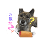 柴犬・虎柴の慶次くんスタンプ パート2（個別スタンプ：8）