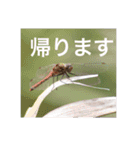 虫のキモチ（個別スタンプ：7）