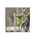 虫のキモチ（個別スタンプ：8）