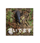 虫のキモチ（個別スタンプ：11）