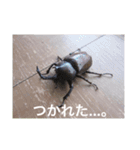虫のキモチ（個別スタンプ：13）