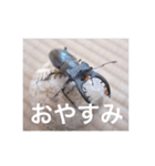 虫のキモチ（個別スタンプ：14）