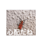 虫のキモチ（個別スタンプ：15）