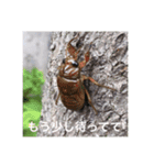 虫のキモチ（個別スタンプ：16）