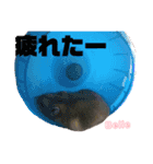 ハムスターのBelleちゃん（個別スタンプ：7）