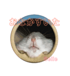 ハムスターのBelleちゃん（個別スタンプ：8）