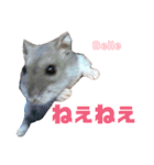 ハムスターのBelleちゃん（個別スタンプ：10）