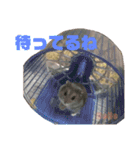 ハムスターのBelleちゃん（個別スタンプ：13）