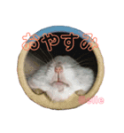 ハムスターのBelleちゃん（個別スタンプ：20）