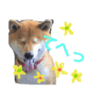 こたくん①（個別スタンプ：7）