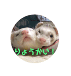 うちのフェレットくん（個別スタンプ：2）