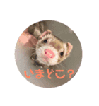 うちのフェレットくん（個別スタンプ：3）