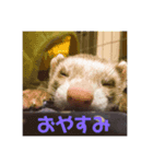 うちのフェレットくん（個別スタンプ：8）