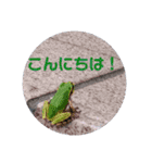 つぶやくリアルのカエルのスタンプ（個別スタンプ：1）