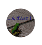 つぶやくリアルのカエルのスタンプ（個別スタンプ：2）