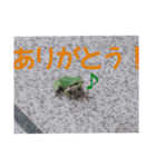つぶやくリアルのカエルのスタンプ（個別スタンプ：7）