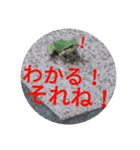 つぶやくリアルのカエルのスタンプ（個別スタンプ：17）