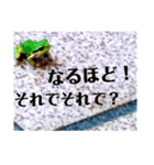 つぶやくリアルのカエルのスタンプ（個別スタンプ：19）