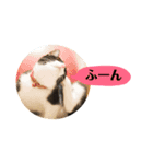 秘密基地のにゃんこ（個別スタンプ：2）