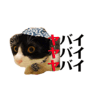 秘密基地のにゃんこ（個別スタンプ：4）