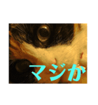 秘密基地のにゃんこ（個別スタンプ：7）