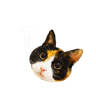 秘密基地のにゃんこ（個別スタンプ：9）