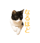 秘密基地のにゃんこ（個別スタンプ：11）