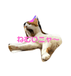 猫の気持ちだニャン（個別スタンプ：1）