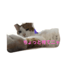 猫の気持ちだニャン（個別スタンプ：2）