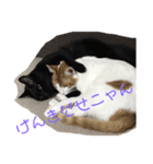 猫の気持ちだニャン（個別スタンプ：5）