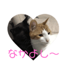 猫の気持ちだニャン（個別スタンプ：6）