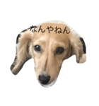 顔のパーツ点の人＆犬（個別スタンプ：5）