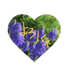 花色（個別スタンプ：4）