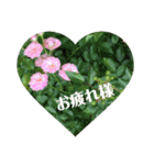 花色（個別スタンプ：6）
