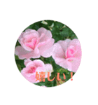 花色（個別スタンプ：10）