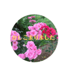 花色（個別スタンプ：13）