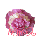 花色（個別スタンプ：14）