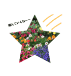 花色（個別スタンプ：15）