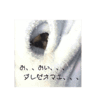 こたろーさんだよ！（個別スタンプ：7）