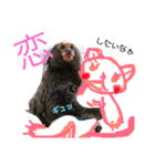 こたろーさんだよ！（個別スタンプ：9）