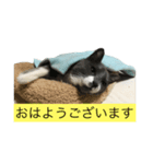 ねこきちの日々 あいさつ編（個別スタンプ：1）