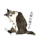 ねこきちの日々 あいさつ編（個別スタンプ：2）